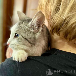 Foto №3. Eine flauschige Katze, gewebt aus Mondlicht und Silber.. Russische Föderation