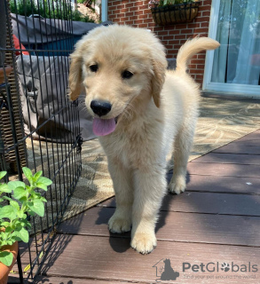 Foto №1. golden retriever - zum Verkauf in der Stadt Burgas | verhandelt | Ankündigung № 111778