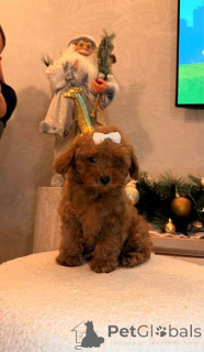 Foto №1. pudel (toy) - zum Verkauf in der Stadt Mladenovac | verhandelt | Ankündigung № 161479