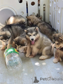 Foto №1. alaskan malamute - zum Verkauf in der Stadt Lille | 450€ | Ankündigung № 160560