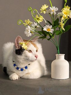 Foto №1.  - zum Verkauf in der Stadt Moskova | Frei | Ankündigung № 155866