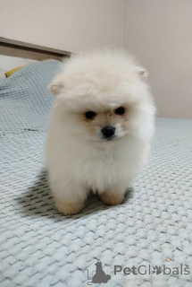 Foto №3. Wunderschöne Bo-Bären. Serbien