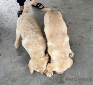 Foto №1. labrador retriever - zum Verkauf in der Stadt Beresje | verhandelt | Ankündigung № 170566