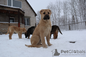 Foto №1. kaukasischer owtscharka - zum Verkauf in der Stadt Minsk | verhandelt | Ankündigung № 38327