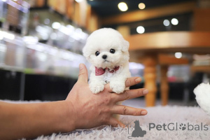 Foto №3. Dean Janet Kay Welpen Haus. USA