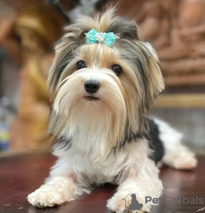 Foto №3. Biewer Yorkshire Terrier Mädchen. Polen