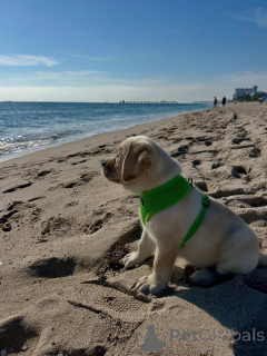 Foto №2 zu Ankündigung № 164564 zu verkaufen labrador retriever - einkaufen Finnland züchter