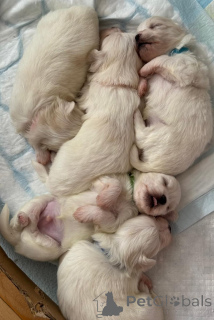 Foto №1. mischlingshund - zum Verkauf in der Stadt Kendall | 271€ | Ankündigung № 155660