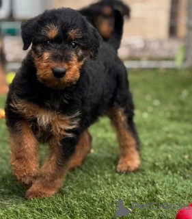 Foto №4. Ich werde verkaufen airedale terrier in der Stadt Торонто. züchter - preis - 425€