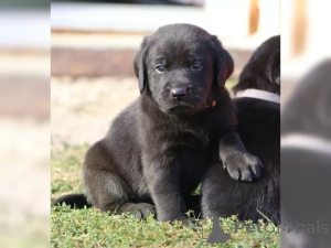 Foto №3. Süße kleine Labrador Welpen. Deutschland