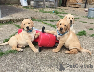 Foto №3. Labrador-Welpen Ab Sofort für Neue Family Verstogbar. Deutschland