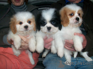 Foto №2 zu Ankündigung № 64988 zu verkaufen cavalier king charles spaniel - einkaufen Estland züchter