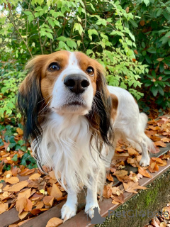 Foto №1. nederlandse kooikerhondje - zum Verkauf in der Stadt Flemalle | 484€ | Ankündigung № 159197
