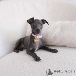 Foto №1. greyhound - zum Verkauf in der Stadt Mainz | verhandelt | Ankündigung № 164986