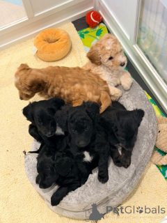 Foto №3. Loodlepoo Puppies..WhatsApp an mich unter 44 7453 907158. Niederlande