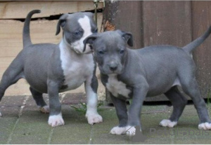 Foto №1. blue lacy - zum Verkauf in der Stadt Лист | 200€ | Ankündigung № 130052