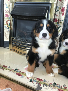 Foto №3. Süße Berner Sennenwelpen zur kostenlosen Adoption. Deutschland