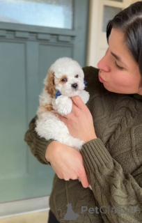 Foto №1. cavalier king charles spaniel - zum Verkauf in der Stadt Măgurele | verhandelt | Ankündigung № 165233