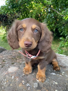 Foto №4. Ich werde verkaufen dackel in der Stadt Valmadonna. züchter - preis - verhandelt