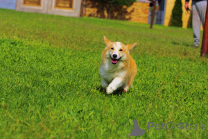 Foto №2 zu Ankündigung № 141162 zu verkaufen welsh corgi - einkaufen Serbien züchter