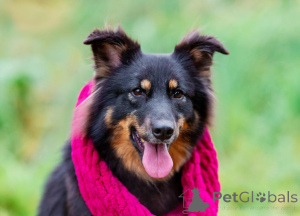 Foto №1. mischlingshund - zum Verkauf in der Stadt Moskwa | Frei | Ankündigung № 156498