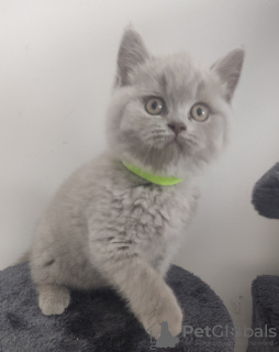 Foto №3. BKH Scottish. Deutschland