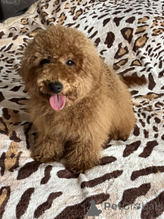 Foto №3. Toypudelmädchen 7 Monate. Ukraine