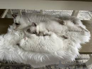 Foto №3. Chatons Birmans Sacrés zu verkaufen. Belgien