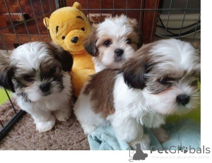 Foto №1. shih tzu - zum Verkauf in der Stadt Delbruk | 350€ | Ankündigung № 171451
