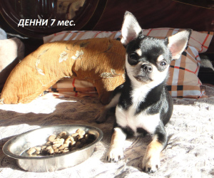 Foto №2 zu Ankündigung № 4934 zu verkaufen chihuahua - einkaufen Russische Föderation vom kindergarten