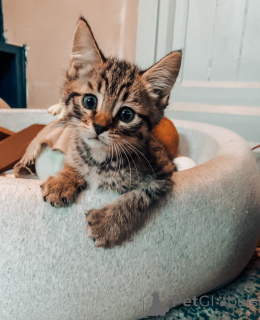 Foto №1. bengal katzenrasse - zum Verkauf in der Stadt Neuer BEITH | 393€ | Ankündigung № 151217