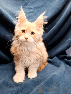 Zusätzliche Fotos: Ein schicker Kätzchenjunge