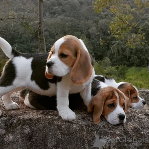 Foto №2 zu Ankündigung № 113456 zu verkaufen beagle - einkaufen USA 