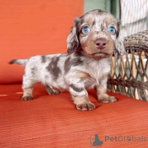 Foto №3. Wir haben diese Babys zur Verfügung und suchen ein neues Zuhause. Sie sind. USA