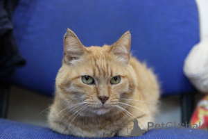 Foto №1.  - zum Verkauf in der Stadt Minsk | Frei | Ankündigung № 139190