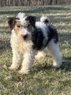 Foto №1. foxterrier - zum Verkauf in der Stadt Beilngries | 580€ | Ankündigung № 175105