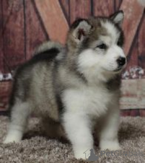 Foto №1. alaskan malamute - zum Verkauf in der Stadt Stadt von London | verhandelt | Ankündigung № 171143