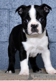 Foto №1. boston terrier - zum Verkauf in der Stadt Charleroi | verhandelt | Ankündigung № 170816