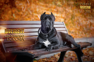 Foto №2 zu Ankündigung № 6299 zu verkaufen cane corso italiano - einkaufen Russische Föderation quotient 	ankündigung