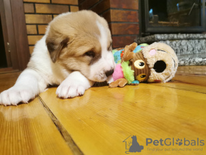 Foto №4. Ich werde verkaufen zentralasiatischer owtscharka in der Stadt Йонишкис. quotient 	ankündigung - preis - 1500€