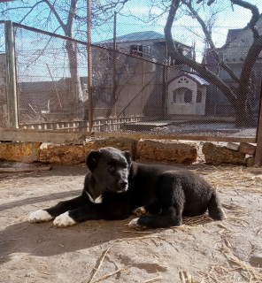 Foto №4. Ich werde verkaufen mischlingshund in der Stadt Odessa. quotient 	ankündigung - preis - 457€