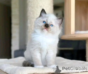 Foto №1. ragdoll-katze - zum Verkauf in der Stadt Berlin | 300€ | Ankündigung № 137224
