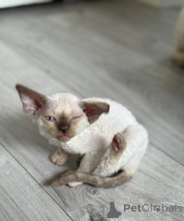Foto №1. devon rex - zum Verkauf in der Stadt Burg | 350€ | Ankündigung № 150500