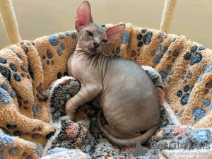 Foto №2 zu Ankündigung № 114679 zu verkaufen sphynx cat - einkaufen Frankreich quotient 	ankündigung