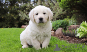 Foto №1. golden retriever - zum Verkauf in der Stadt Chisinau | verhandelt | Ankündigung № 124377