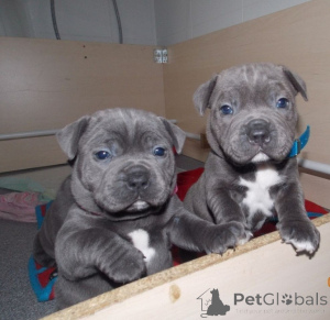 Foto №1. amerikanischer staffordshire terrier - zum Verkauf in der Stadt München | verhandelt | Ankündigung № 175281