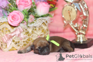 Foto №2 zu Ankündigung № 10083 zu verkaufen cairn terrier - einkaufen Russische Föderation vom kindergarten