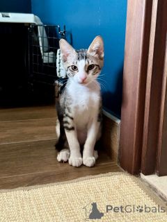 Foto №4. Ich werde verkaufen perserkatze in der Stadt Helsinki. quotient 	ankündigung, aus dem tierheim - preis - 550€