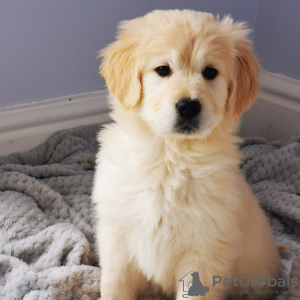 Foto №3. Gesunde Golden Retriever-Welpen sind jetzt für Pflegeheime verfügbar. Niederlande