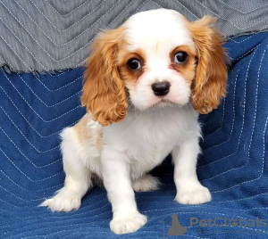 Foto №2 zu Ankündigung № 98639 zu verkaufen cavalier king charles spaniel - einkaufen Griechenland 